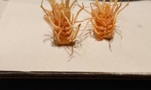 コレド日本橋　４階　天ぷら魚新　ランチ